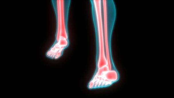 Lidský kosterní systém Nohy Kosti Klouby Anatomie. 3D - ilustrace - Fotografie, Obrázek