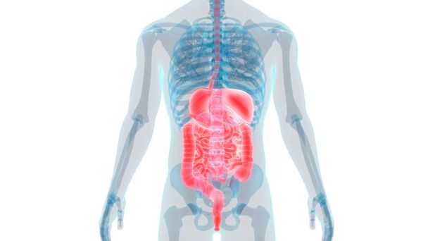 İnsan Sindirim Sistemi Geniş ve İnce Bağırsak Anatomisi. Üç Boyut - Fotoğraf, Görsel