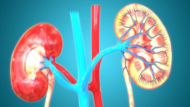 Lidská anatomie ledvinového systému. 3D - Fotografie, Obrázek