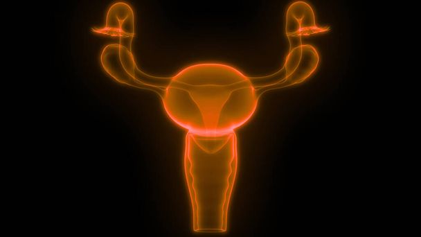 Anatomia do Sistema Reprodutor Feminino. 3D - Foto, Imagem