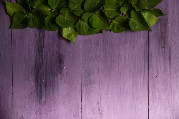 lente groene bladeren op een houten achtergrond van paars. - Foto, afbeelding