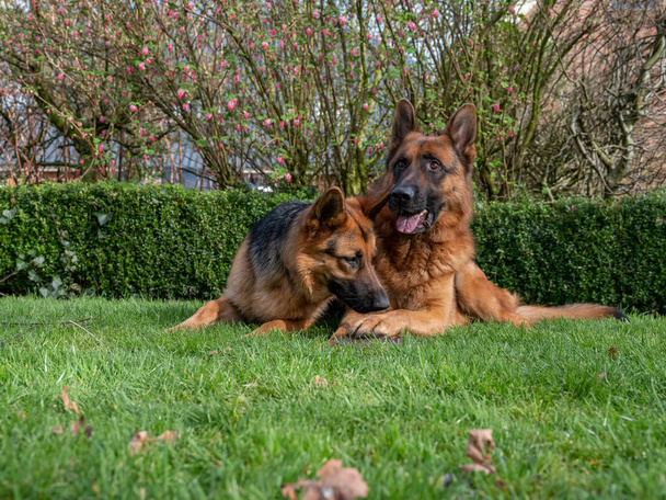 Portrait of a German Shepherd, 3 years old, portrait, in front. LIe down in grass, Friesland the Netherlands - Photo, Image