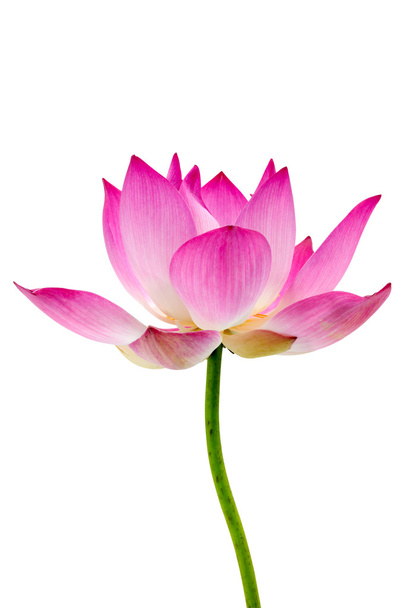 blühende Lotusblume auf isoliertem weißem Hintergrund. - Foto, Bild