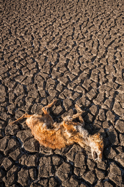 Le cadavre d'un renard roux couché sur un lac desséché
. - Photo, image