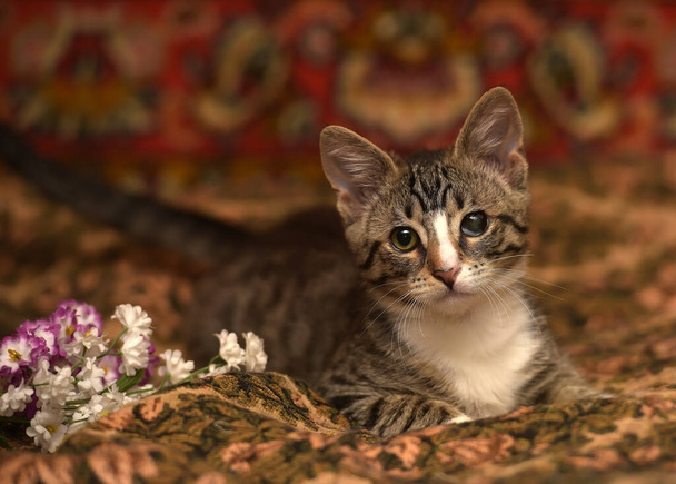 striped playful kitten with a sore eye on the couch - Foto, immagini