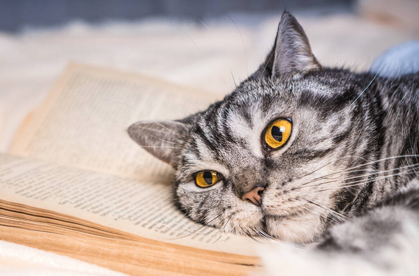 Education concept. Tired and bored cat lies on a book.  - Foto, Imagem