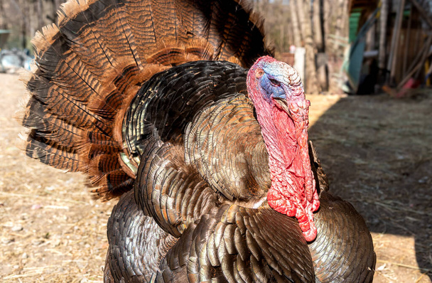 Close up of a turkey on the farm. - Photo, Image