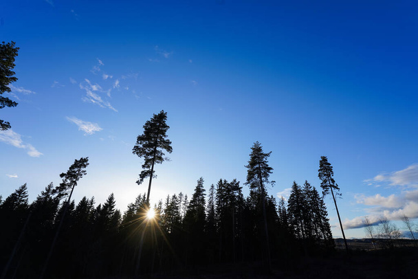 night view of the pine forest - Zdjęcie, obraz