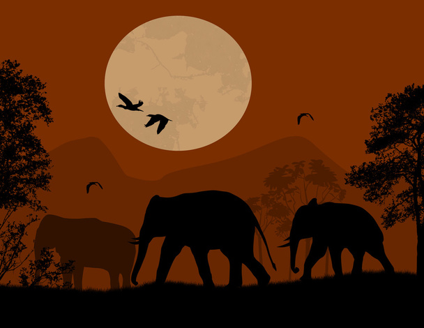 Elefantes salvajes al atardecer rojo
 - Vector, Imagen
