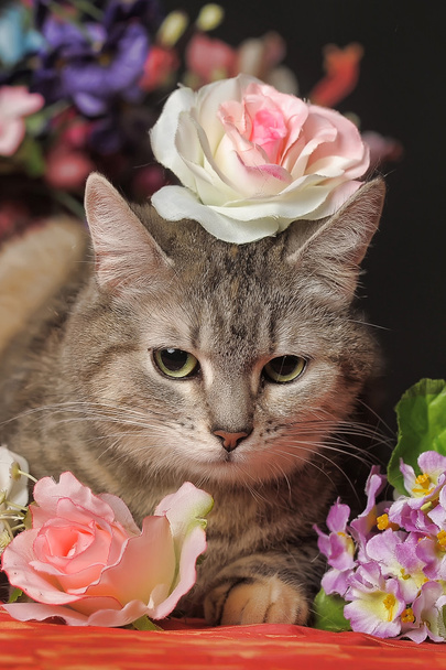 Cat among the flowers studio - Fotó, kép