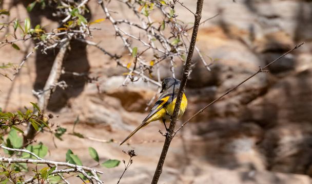 Kis minivet madár ül faágon - Fotó, kép