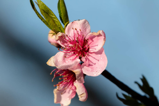 Весняне літо розквітне квітами, що поширюють щастя і мир у пагорбах
 - Фото, зображення