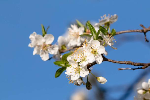 Primavera flores de verão espalhando felicidade e paz nas colinas
 - Foto, Imagem