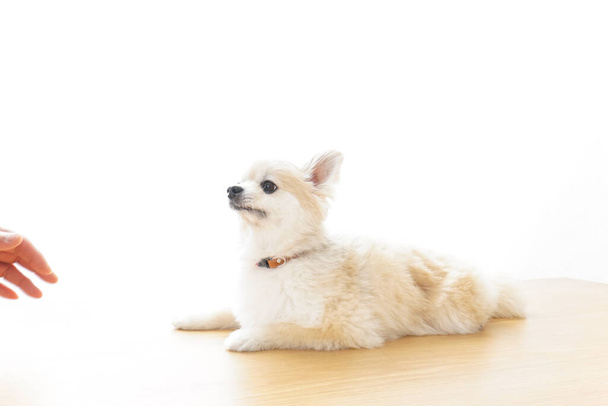 lindo perro chihuahua sobre un fondo claro
 - Foto, Imagen