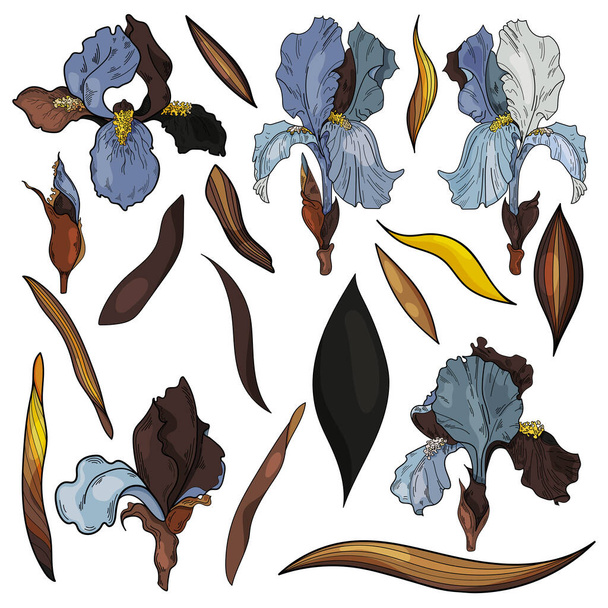ベクターの虹彩のセットベクトルの花の植物図。バナー、デザイン、テキスタイル、印刷、ウェブサイト、壁紙、書籍、ポストカード、チラシ、ポスターのイラストに使用します。花や芽. - ベクター画像