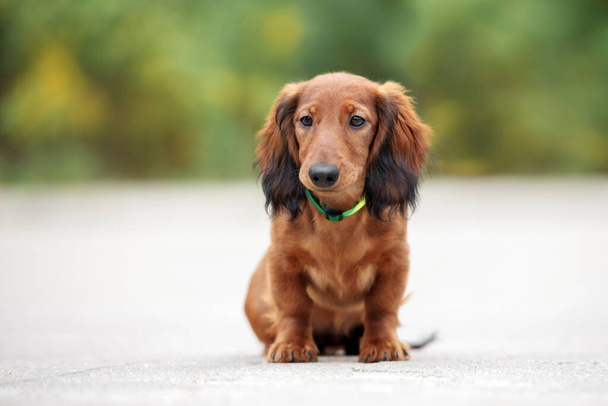 dachshund puppy in a collar sitting outdoors - Фото, изображение
