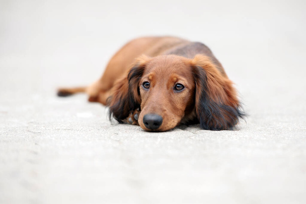 schattige langharige teckel puppy poseren buiten - Foto, afbeelding