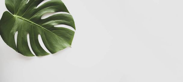 Monstera leaf background panoramic. Tropical jungle palm leaves on pastel background. Copy space. summer minimal background flat lay, view from top - Zdjęcie, obraz