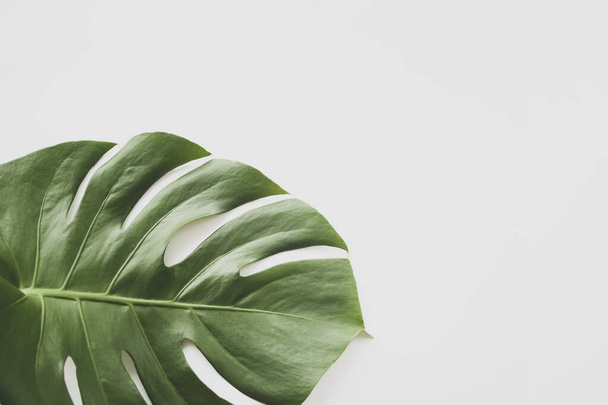 Monstera leaf background. Tropical jungle palm leaves on pastel background. Copy space. summer minimal background flat lay, view from top - Фото, зображення