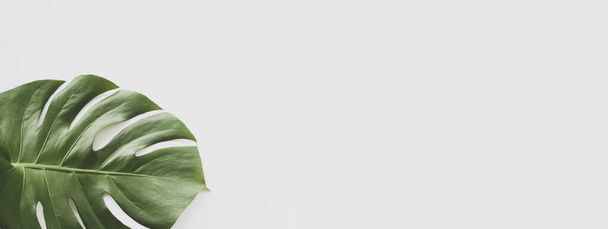Monstera leaf background panoramic. Tropical jungle palm leaves on pastel background. Copy space. summer minimal background flat lay, view from top - Fotó, kép