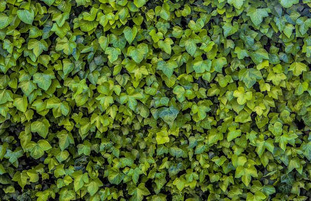 Zöld háttér függőleges növények páfrányok és szőlő díszítésére a szabadtéri kert egy ház - Fotó, kép