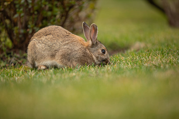 Easter grey rabbit on fresh green grass - Photo, Image