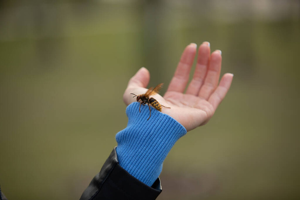 Cierra una abeja en la mano humana. Insecto peligroso y animal venenoso en la naturaleza
. - Foto, Imagen