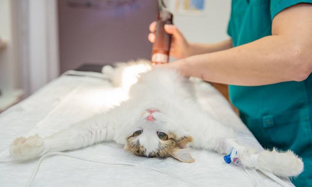 ξύρισμα της κοιλιάς γάτες πριν από μια χειρουργική επέμβαση σε μια κτηνιατρική κλινική - Φωτογραφία, εικόνα