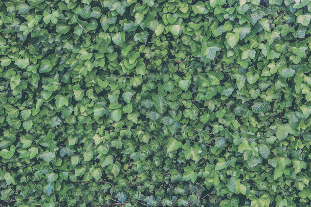 Zelené pozadí svislých rostlin kapradin a vinné révy pro dekoraci ve venkovní zahradě domu - Fotografie, Obrázek