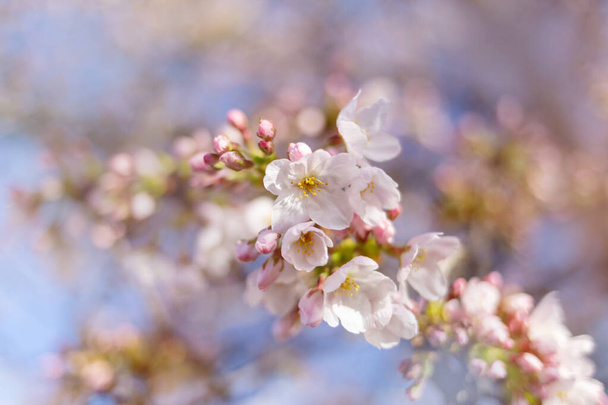 fiori di ciliegio primaverili. luce del giorno. bokeh sfondo
 - Foto, immagini