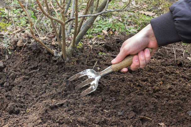 a person takes care of the land in the garden with a hoe. The photo shows the man's hand in which he holds the tool.Earth Day, April 22, Concept with image of green bush and fertile soil  - Photo, Image