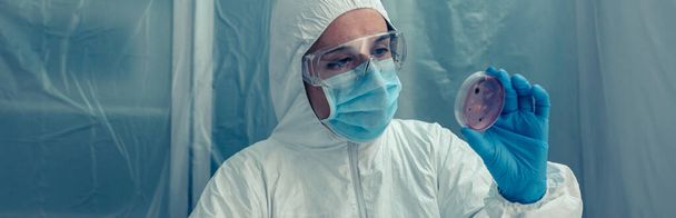Scientist examining a petri dish in the laboratory - Foto, immagini