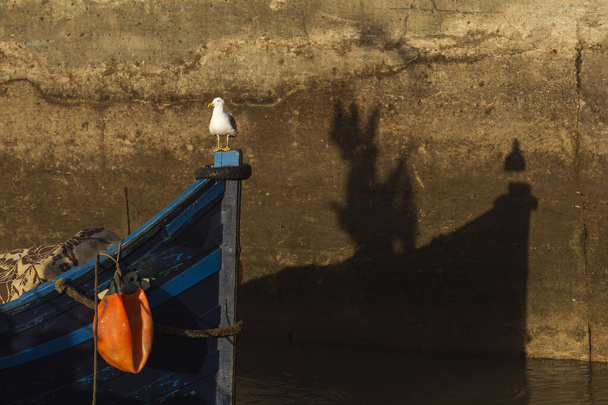 Zeemeeuw zittend aan de rand van een boot, met zijn schaduw prachtig weerspiegeld op de muur erachter - Foto, afbeelding