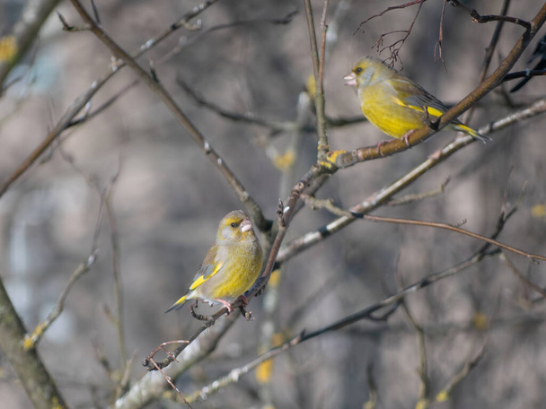 Два лісових канарки сидять на гілках. Осінь-весна. Гілки без листя
. - Фото, зображення