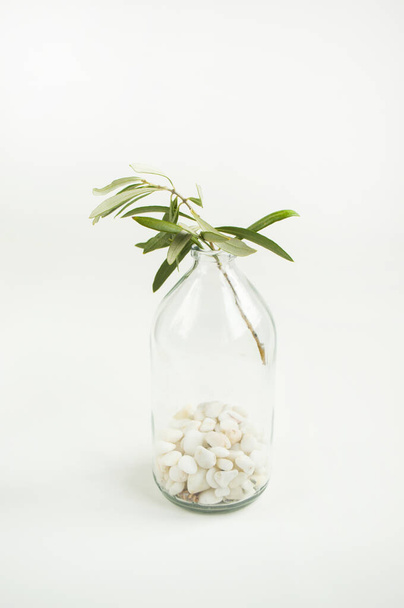 Glass bottle with an olive branch. - Photo, image
