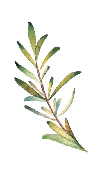 листя розмарину акварельна гілка на білому фоні
 - Фото, зображення