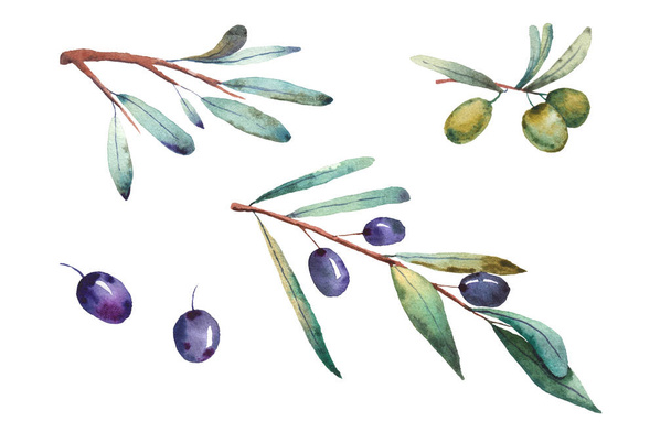  Оливковые оливки кварта ветви листья ягоды зелени на белом фоне
 - Фото, изображение