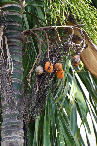 Nakrętka Areca lub betel kwiat orzecha i owoców na drzewie. Orzech areca jest ziarnem palmy areca (Areca catechu), która rośnie w dużej części tropikalnego Pacyfiku. - Zdjęcie, obraz