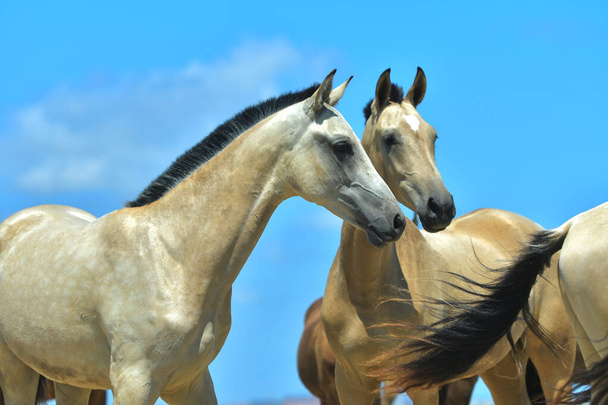 La mandria di giovani cavalli di razza di teke akhal liberi contro cielo azzurro di brigh. Molti giovani colorati che camminano in libertà
. - Foto, immagini