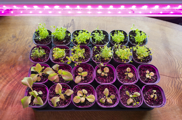 Plántulas de flores bajo la luz de fitoamplificadores de espectro completo. Cultivo de plántulas de petunia bajo la luz púrpura de un led crecer luces
. - Foto, imagen