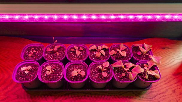 Las plántulas de las petunias en los pucheros bajo phytolamp. Cultivo de plántulas de flores en interiores bajo lámpara de cultivo led
 - Foto, imagen