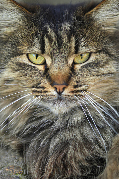 портрет пушистой дикой кошки
 - Фото, изображение