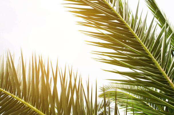 Sun over green palm leaves. Tropical Background. Summer vacation and holiday concept. - Photo, Image