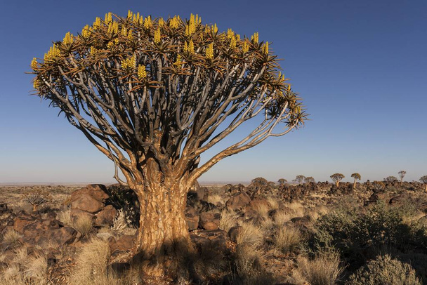 Quiver tree (Aloe dichotoma), blooming, in the morning light, Quiver Tree Forest in Garaspark in Keetmanshoop, Namibia, Africa - Foto, afbeelding