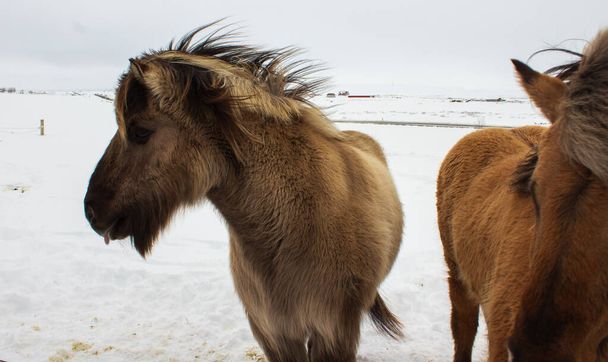 pony islandés en la nieve, de cerca
 - Foto, Imagen