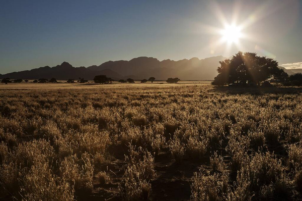 Estepa cubierta de hierba con árboles de espina camello (Vachellia erioloba), cerca del campamento de Sesriem, contraluz, luz de la noche, Sesriem, Namibia, África
 - Foto, Imagen