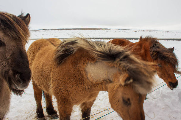pony islandés en la nieve, de cerca
 - Foto, Imagen