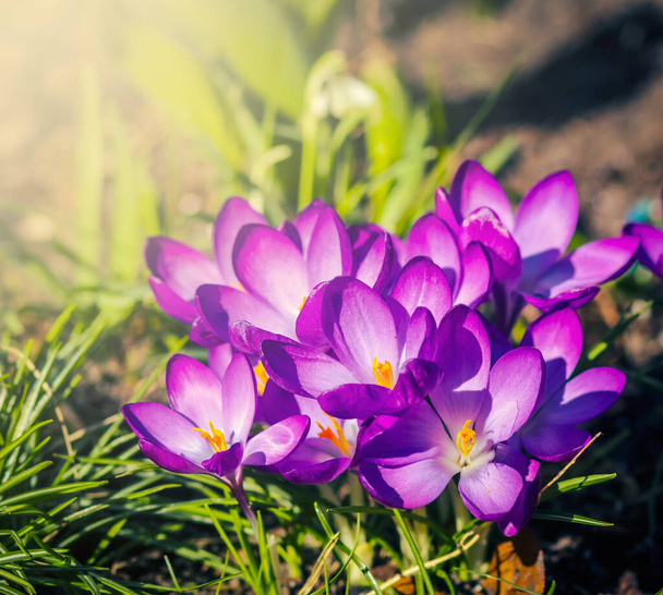 Lila Krokusblüten im Garten, die im Frühling zu den warmen goldenen Sonnenstrahlen erwachen - Foto, Bild