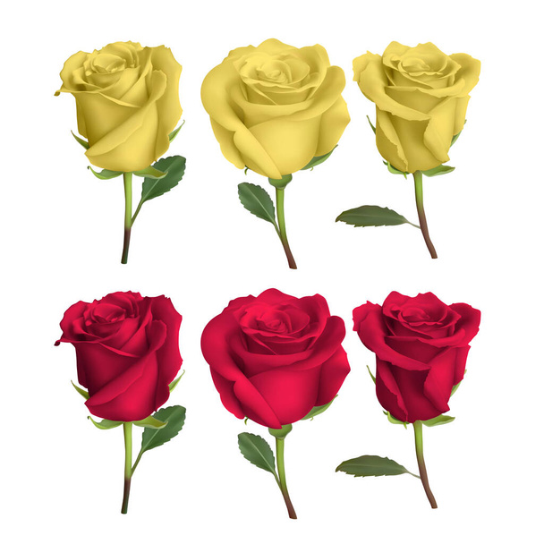 ρεαλιστική σχεδίαση τριαντάφυλλου που απομονώνεται στο παρασκήνιο, διανυσματική απεικόνιση - Διάνυσμα, εικόνα