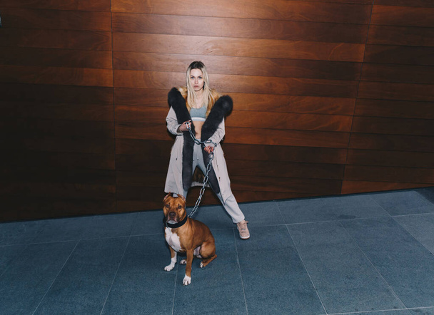 Long haired blonde, wearing a sport suit, a white jacket with fur. Gracefully holding a pitbull by wide leash chain. Posing around modern wooden background - Foto, imagen
